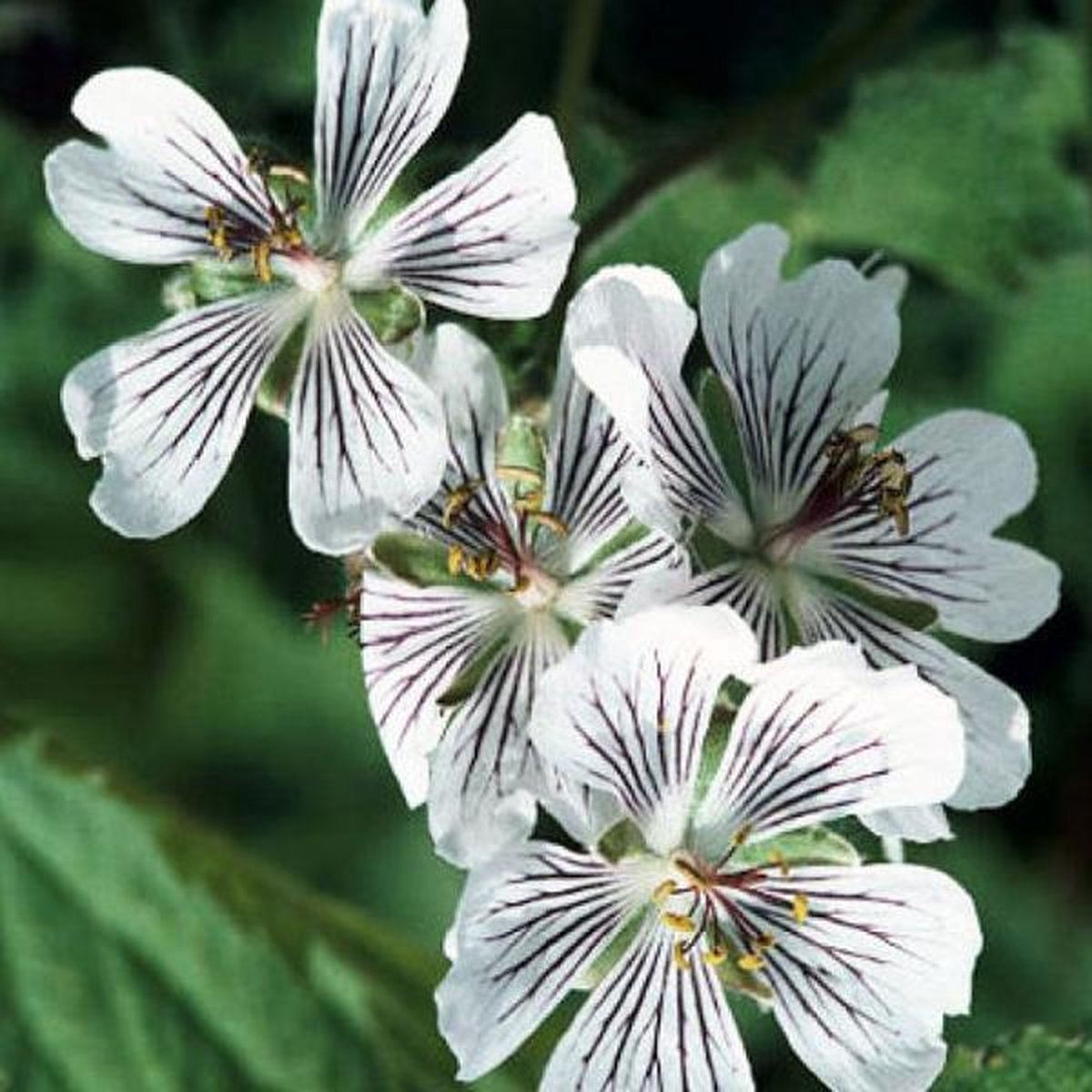 6 x Geranium Renardii -  Ooievaarsbek pot 9x9cm