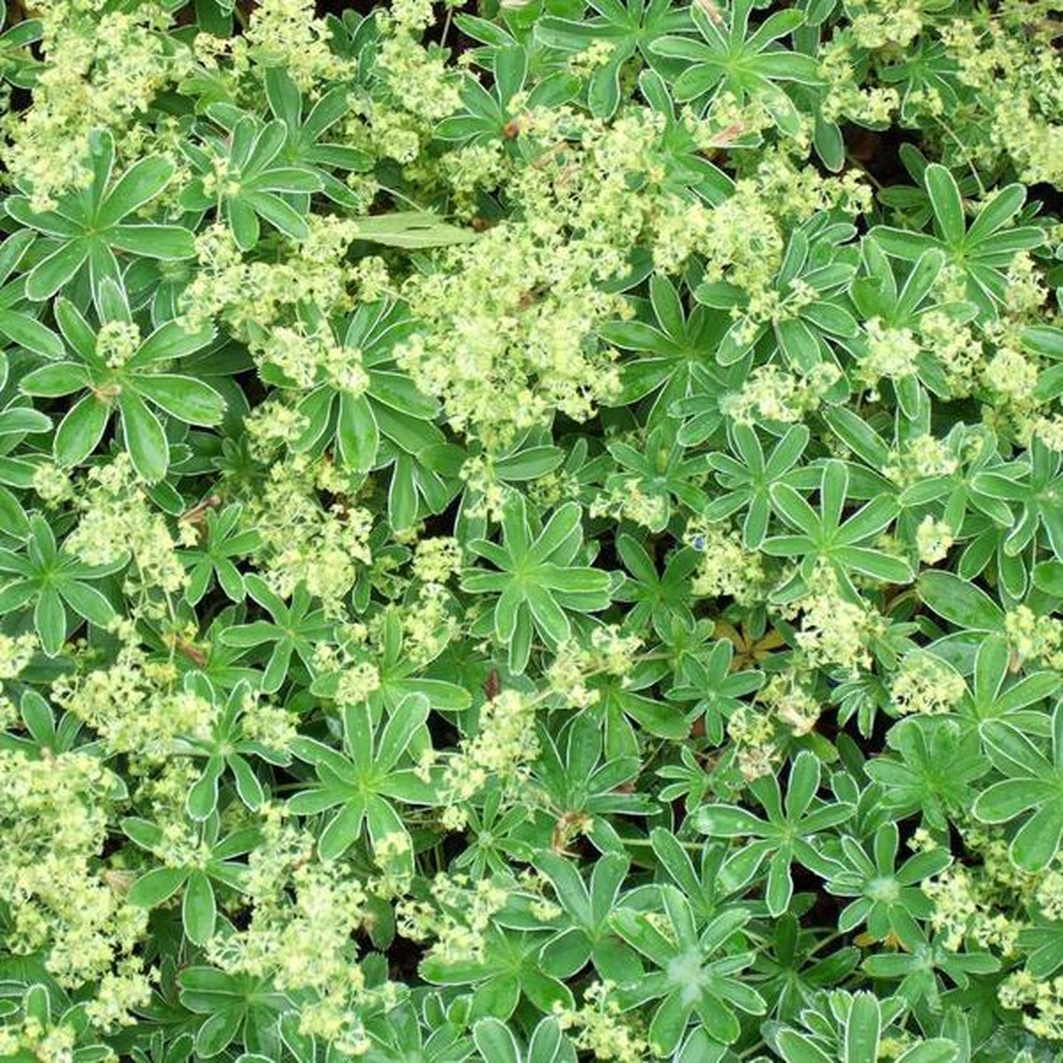 6 x Alchemilla alpina - Vrouwenmantel pot 9x9 cm