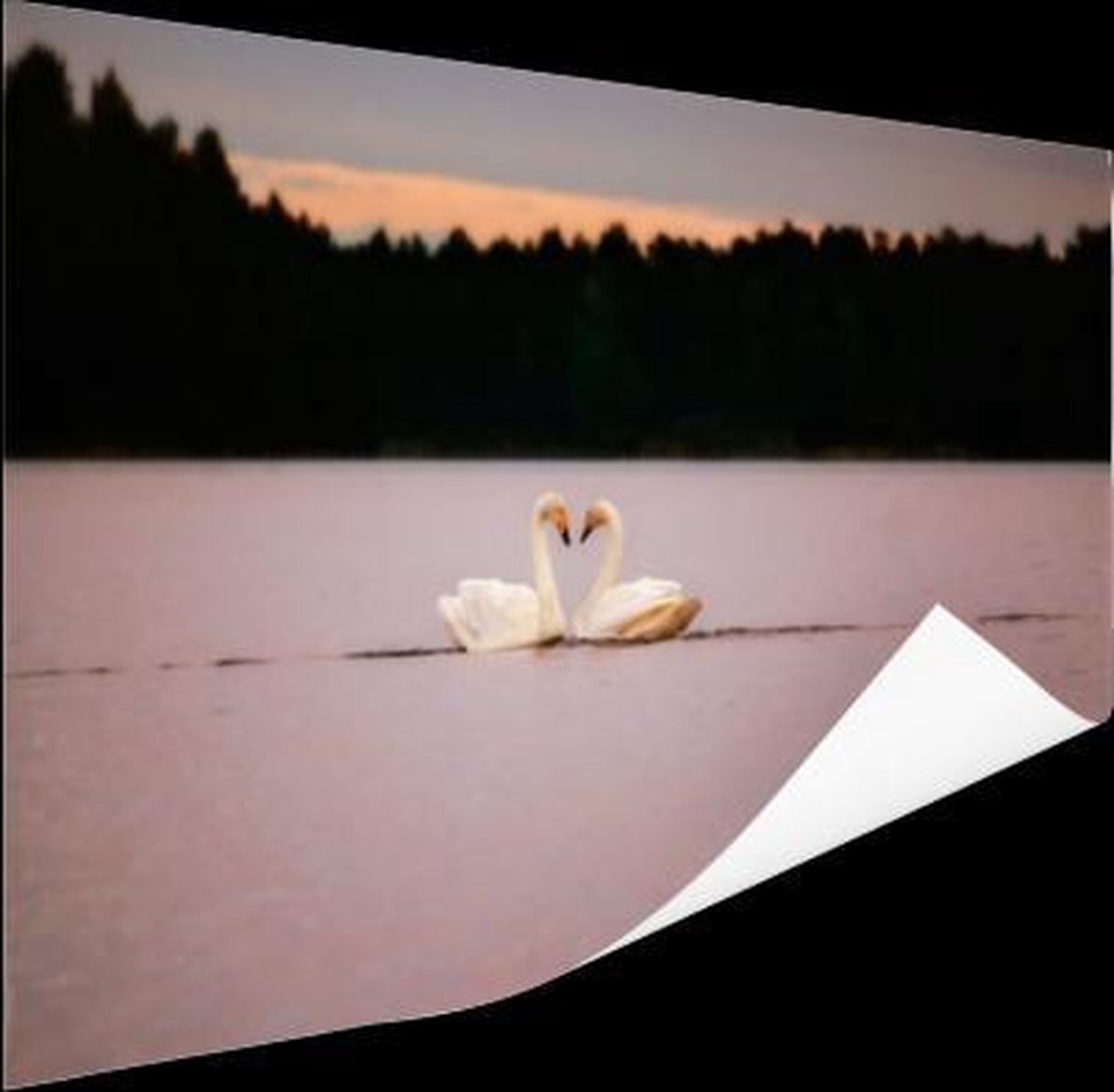 Poster Zwanen - Water - Bomen - 120x90 cm