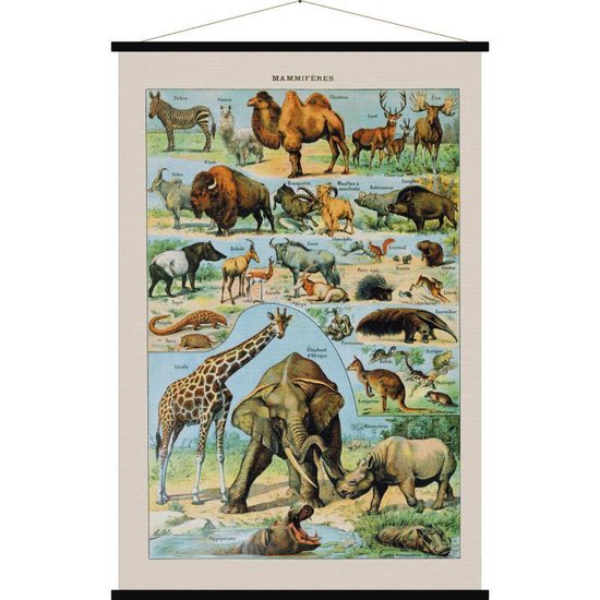 Zoogdieren / Mammifères wandkaart