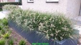 12 Stuks Pennisetum Alopecuroides 'Little Bunny' - Lampepoetsersgras - pot 9x9cm