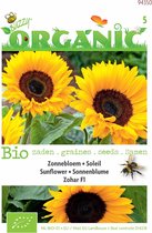 Buzzy® Organic - Zonnebloem Zohar F1 (BIO)