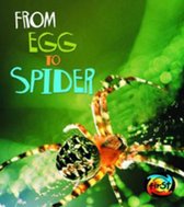 From Egg to Spider