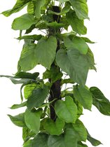 Europalms Epipremnum aureum - Pothos plant, 180cm - Kunstplant