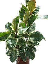 Gardenmarketplace Kamerplanten Ficus elastica variegata - Rubberboom, Groot