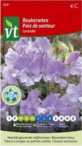 Reukerwt Lavendel, klimplant met heerlijk geurende en sierlijke bloemen
