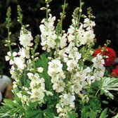 6 x Sidalcea Candida - Griekse Malva pot 9x9cm, witte bloemen
