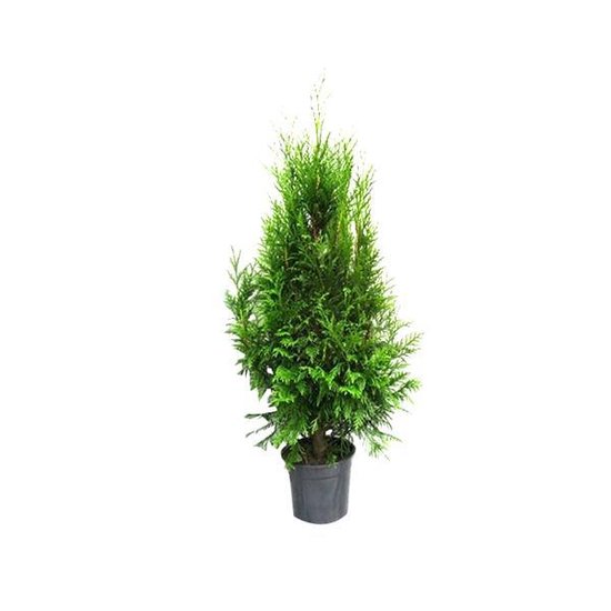 Een conische Thuja Plicata 'Atrovirens' boom van 50-60 cm in een zwarte pot.
