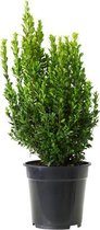 Buxus Sempervirens - Palmboompje;Buxus 15-20 cm pot