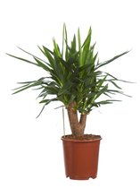 Yucca elephantipes / Palmlelie - 80cm hoog