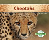 Big Cats - Cheetahs