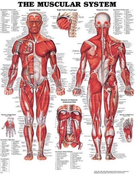 Anatomie Spieren Menselijk Lichaam Anatomie Poster Spieren My Xxx Hot