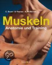 Muskeln - Anatomie & Training