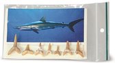 Dents de requin fossile (6 à 7 dents - 10 à 15 mm)