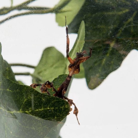 BUGzzz L insectenverblijf 5000ml - Ant's Kingdom