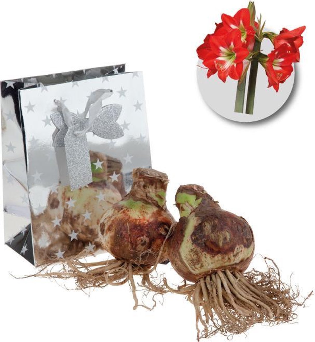 Amaryllis bloembollen rood - 2 stuks - in geschenkverpakking - bolmaat 34/36