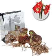 Amaryllis bloembollen rood - 2 stuks - in geschenkverpakking - bolmaat 34/36