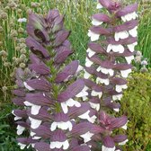 6 x Acanthus Spinosus - Bereklauw pot 9x9 cm