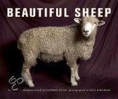 Beautiful Sheep