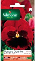 Viooltje Alpen Reuzen Rood - Viola x wittrockiana