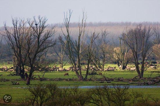 Een kudde edelherten in een weiland met bomen en struiken op de achtergrond.