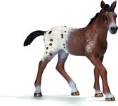 Appaloosa Veulen