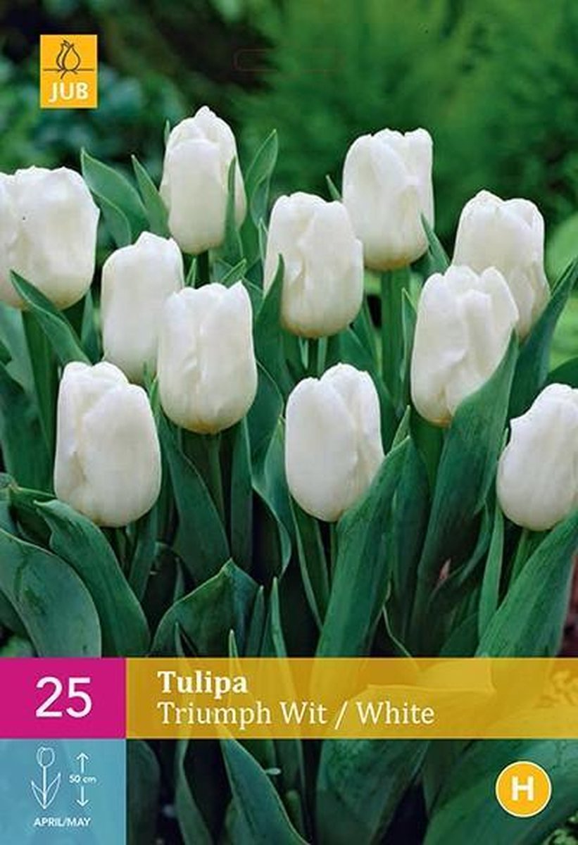 Jub Holland - bloembollen - Tulpen Triumph wit - maat 11/12 - 25 stuks