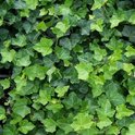 Find the perfect English Ivy for you on Bol.com