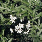 2 stuks - Klimplant - Trachelospermum jasminoides - Wit - Hoogte 65cm - Doorsnede pot 15cm