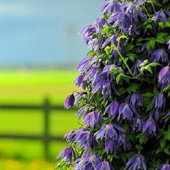 Clematis Vitalba klimplanten, inheems, witte bloemen