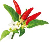 Click & Grow Navulling Red Hot Chili Pepper 3 Stuks