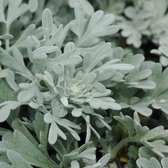 6 x Artemisia Ludoviciana 'Valerie Finnis' - Bijvoet pot 9x9cm - Zilvergrijs blad, droogtetolerant