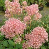 Ceanothus pallidus 'Marie Rose' - Amerikaanse Sering - 40-50 cm in pot: Struik met roze bloemen in de late lente en vroege zomer.