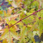 Acer Palmatum 'Sangokaku' (= 'Senkaki') - Kleine Japanse esdoorn - 50-60 cm pot: Roodstammige esdoorn