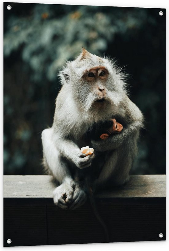 Tuinposter – Baby Aapje in de Armen van Mama - 80x120cm Foto op Tuinposter  (wanddecoratie voor buiten en binnen)