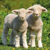 Ambiente - Servetten - 33 x 33 CM - Two Lambs - Voorjaar - Pasen