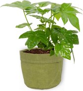 Kamerplant Fatsia Japonica – Vingerplant - ± 25cm hoog – 12 cm diameter - in groene sierzak