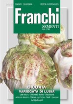 Franchi - Cichorei, Cicoria var.di Lusia 40/80