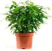 FloriaFor - Ficus Green Kinky - - ↨ 28cm - ⌀ 12cm
