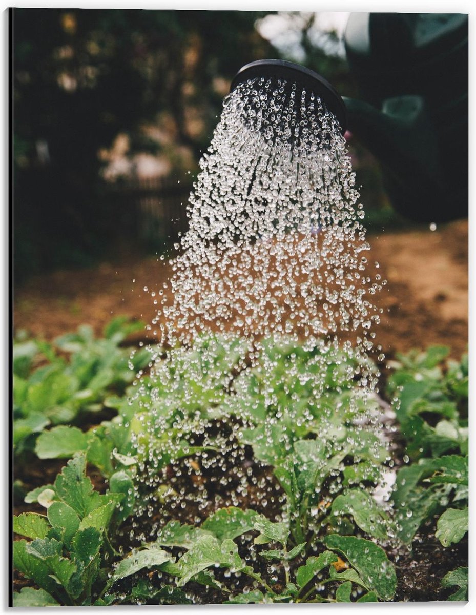 Dibond - Regendouche in de Natuur - 30x40cm Foto op Aluminium (Wanddecoratie van metaal)