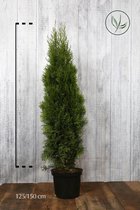 10 stuks | Westerse Levensboom 'Smaragd' Pot 125-150 cm Extra kwaliteit - Compacte groei - Langzame groeier - Weinig onderhoud