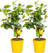 Citroenboom | Citrus 'Lemon' per 2 stuks - Buitenplant in kwekerspot ⌀19 cm - ↕60-70 cm