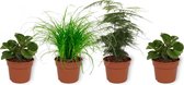 Set van 4 Kamerplanten - 2x Peperomia Green Gold & 1x Asparagus Plumosus & 1x Cyperus Zumula - ± 25cm hoog - 12cm diameter