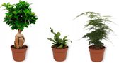 Set van 3 Kamerplanten - Asparagus Plumosus & Platycerium Netherlands & Ficus Ginseng - ±  25cm hoog - 12cm diameter