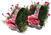 Steen- of Rotsanjer  'Diantini Flare' (Dianthus gratianopolitanus) - 12 planten (2x sixpack) - Bodembedekker - Vaste plant - Tuinplant - Winterhard - Groenblijvend - Groen - Rood -