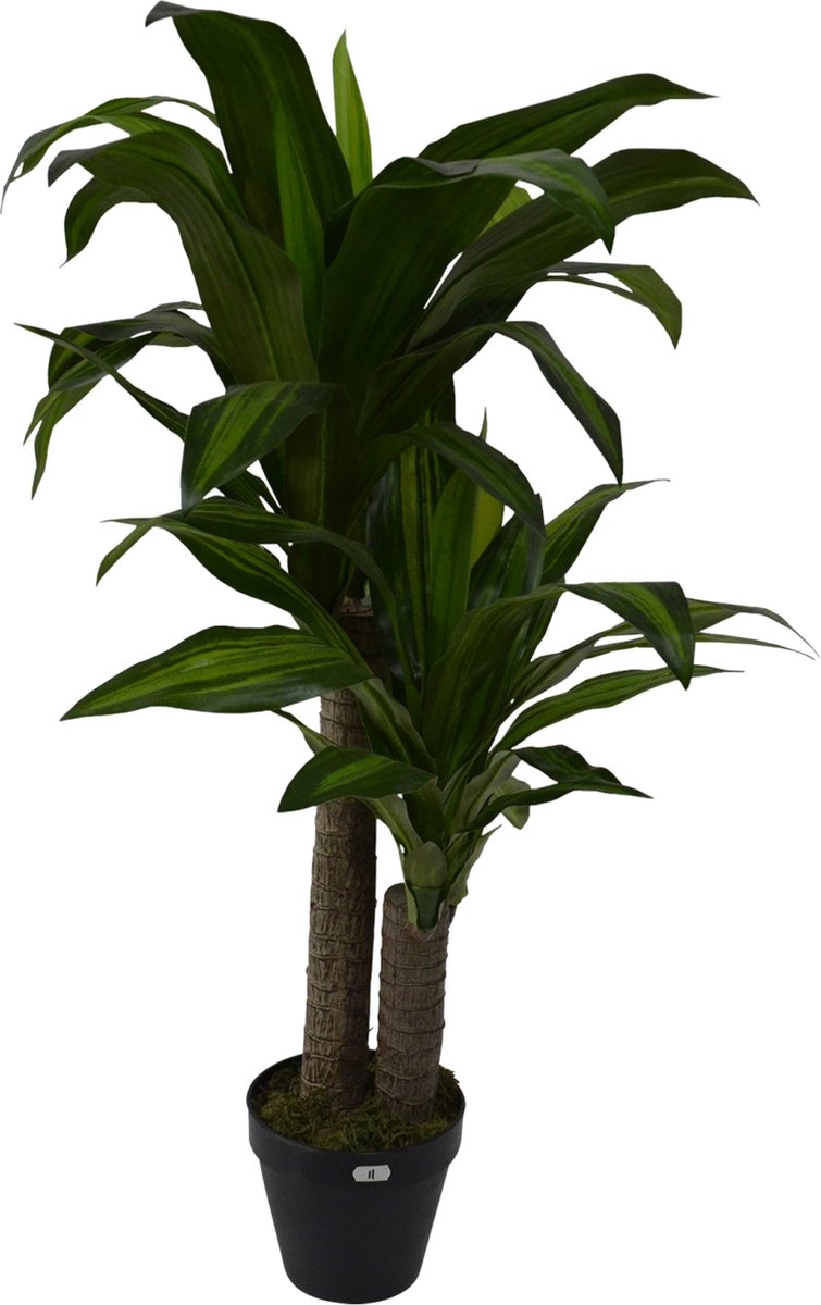 Dracaena fragans i/pot h90cm groen