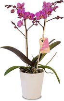 Orchidee van Botanicly – Orchidee incl. sierpot wit als set – Hoogte: 45 cm, 1 tak – Phalaenopsis Multiflora Vienna