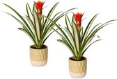 Bromelia Fortuna | 2 stuks | Diego | 12cm