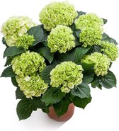 Hortensia Mainstream | Wit