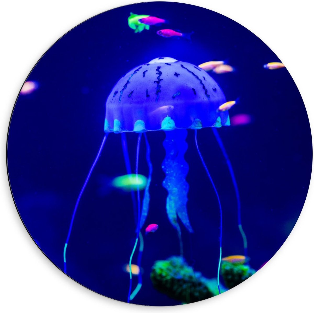 Dibond Wandcirkel - Blauwe Kwal in Aquarium - 60x60cm Foto op Aluminium Wandcirkel (met ophangsysteem)